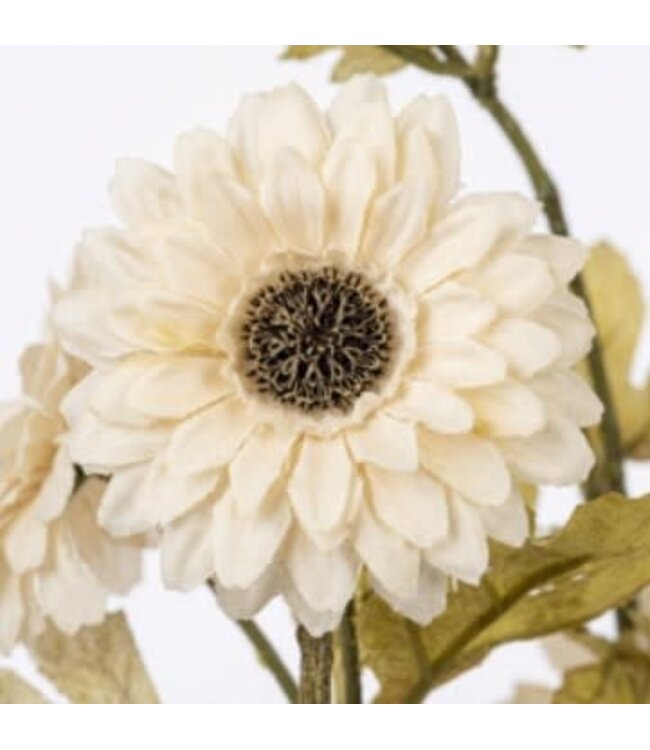 Aster ag. Creme - 88 cm