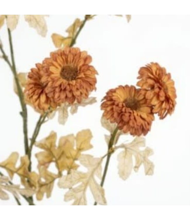 # Aster ag. Brown - 88 cm