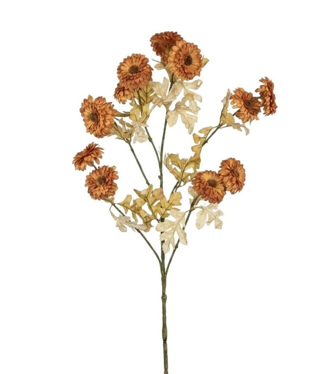 # Aster ag. Brown - 88 cm
