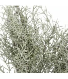 @ Asparagus Bush - 35 cm