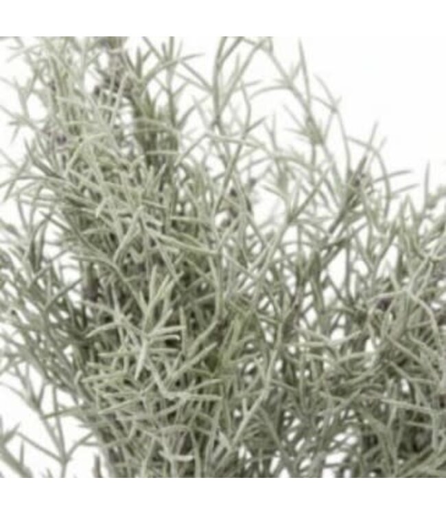 Asparagus Bush - 35 cm