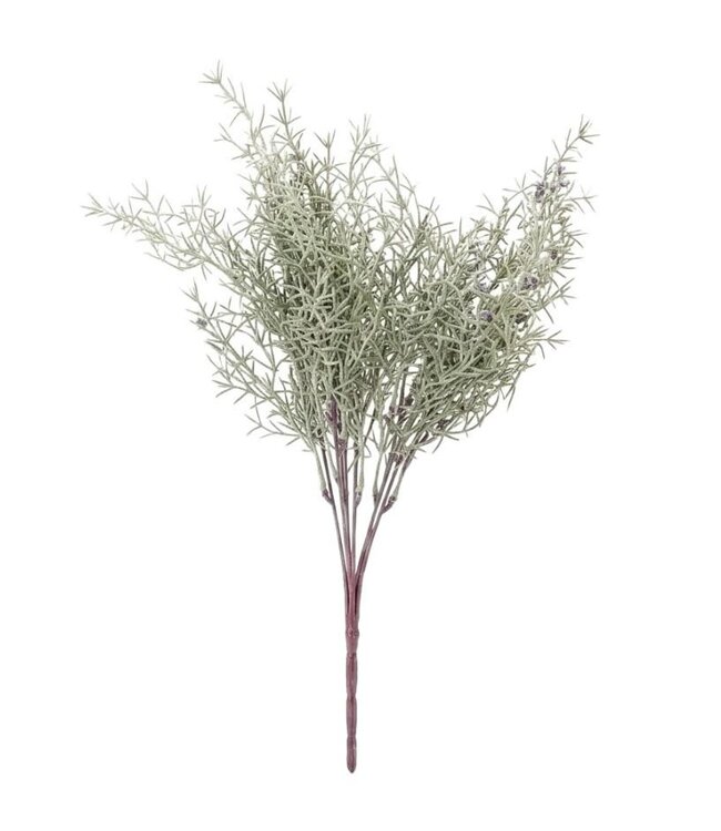 Asparagus Bush - 35 cm