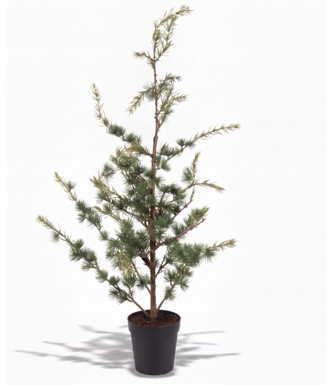 @ Picea fantasia S 90cm