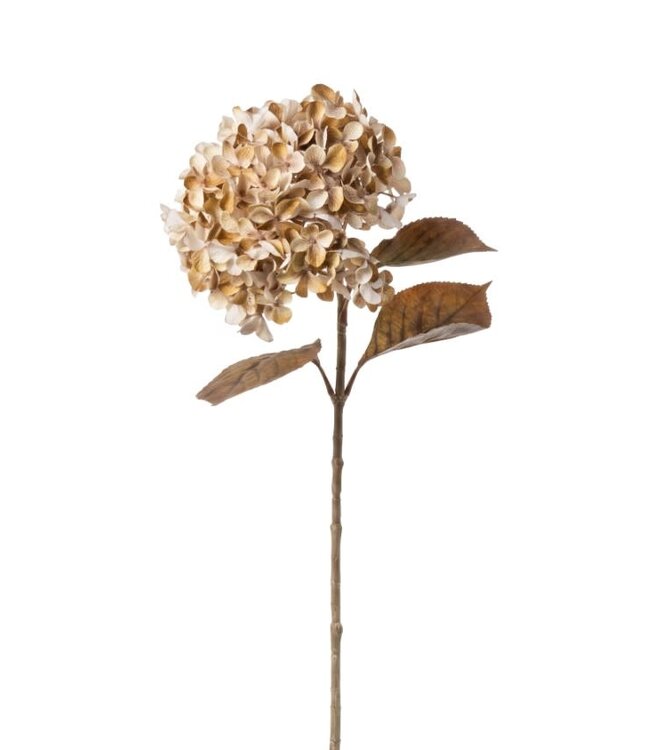 Hydrangea macr. Brown - 70 cm