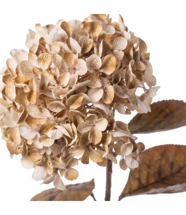 Hydrangea macr. Brown - 70 cm