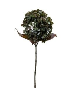 Hydrangea macr. Green - 70 cm