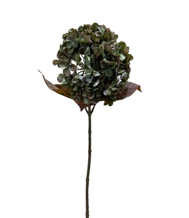 Hydrangea macr. Green - 70 cm