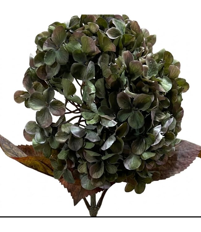 Hydrangea macr. Green - 70 cm