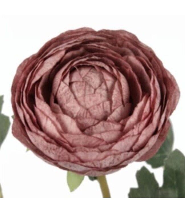 Ranonkel knop Purple