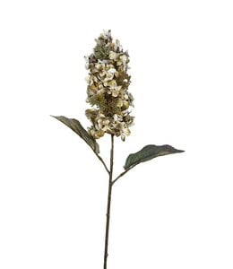 Hydrangea pan. Brown - 65 cm
