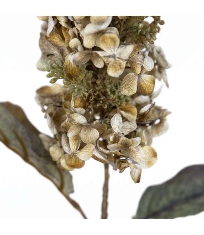 Hydrangea pan. Brown - 65 cm