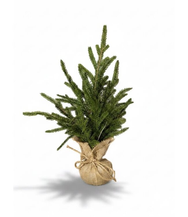 Picea abies S in jute - 25 × 25 × 40 cm