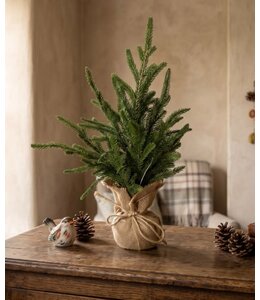 Picea abies S in jute - 25 × 25 × 40 cm