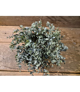 Countryfield Groene eucalyptus krans 40 cm