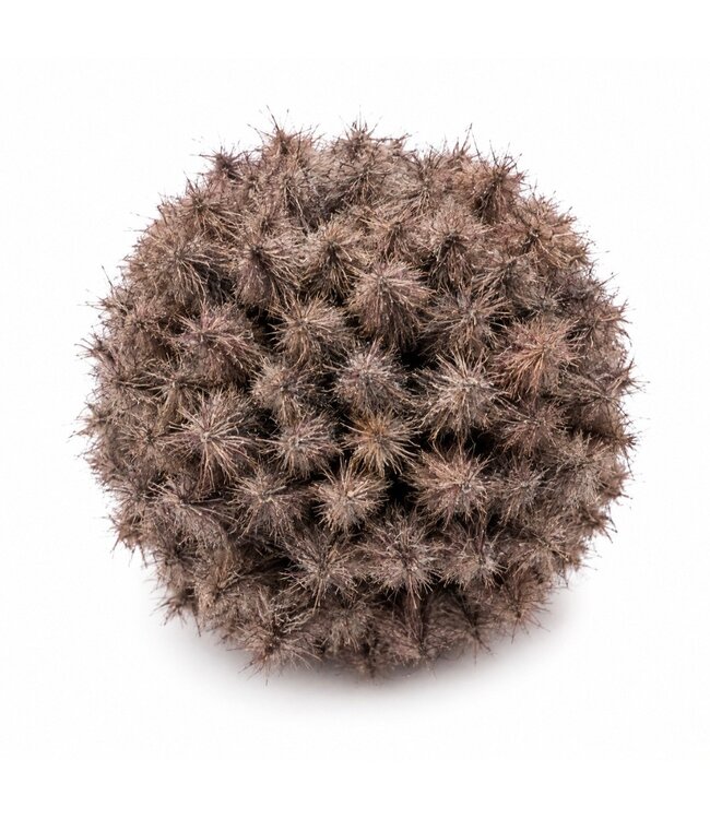 Countryfield @ Deco bol Taraxacum L bruin-16x16x16CM
