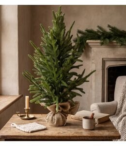 Picea abies L in jute - 30 × 30 × 60 cm