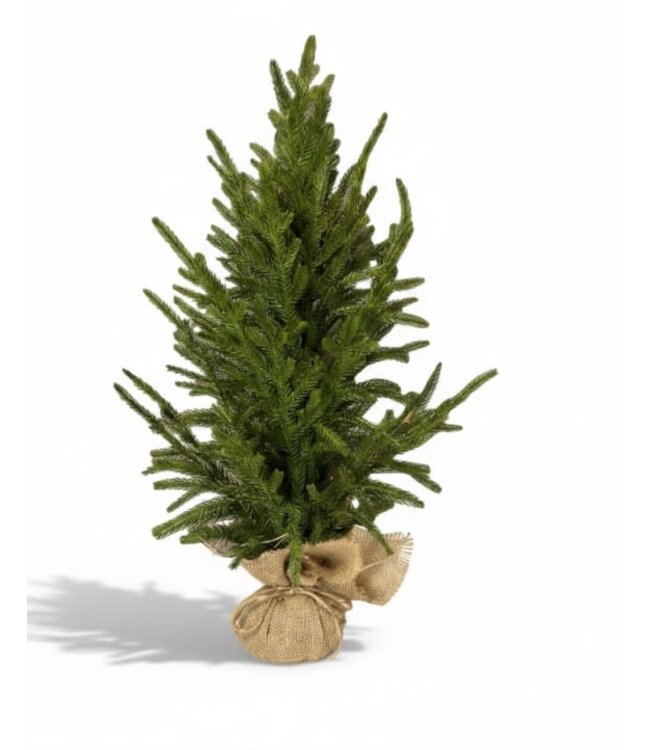 Picea abies L in jute - 30 × 30 × 60 cm