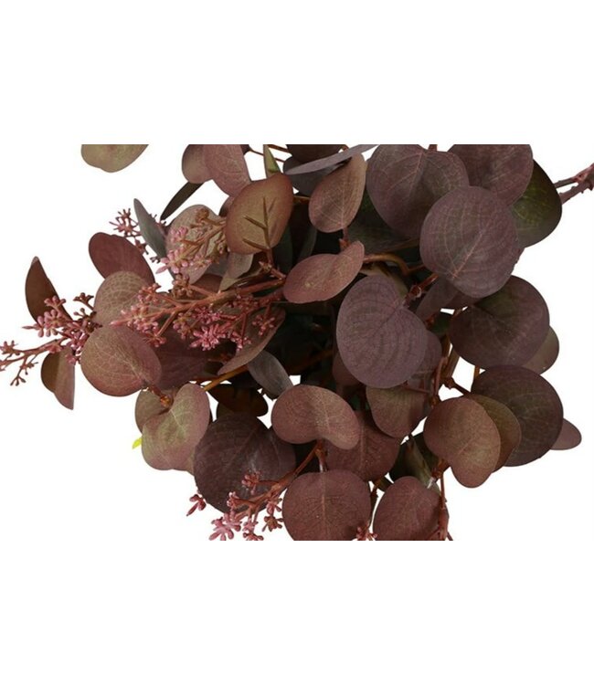 Countryfield Bundel Eucalyptus opulus bruin-22x19x45CM