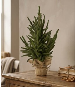 Picea abies M in jute - 30 × 30 × 45 cm