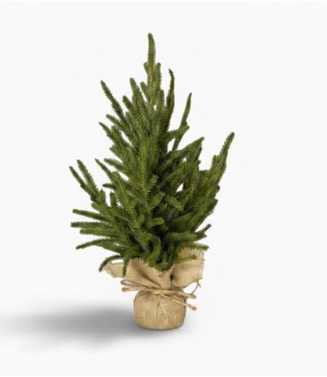 Picea abies M in jute - 30 × 30 × 45 cm