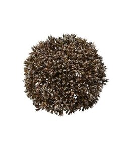 Countryfield Deco bol Eupatorium S d.bruin-11x11x11CM