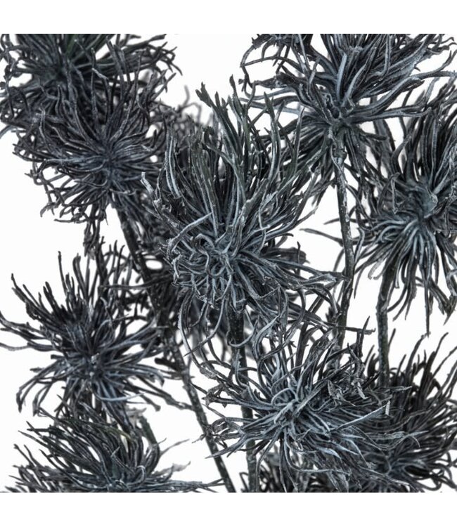 @ Pinus Pinea tak - 100 cm