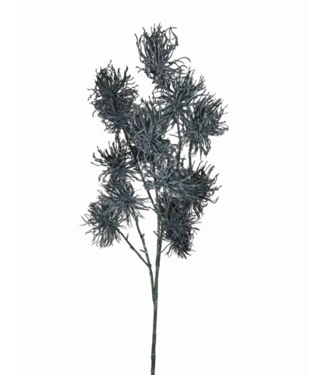 @ Pinus Pinea tak - 100 cm