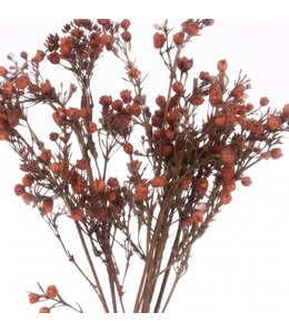 Gypsophilia bundle brown