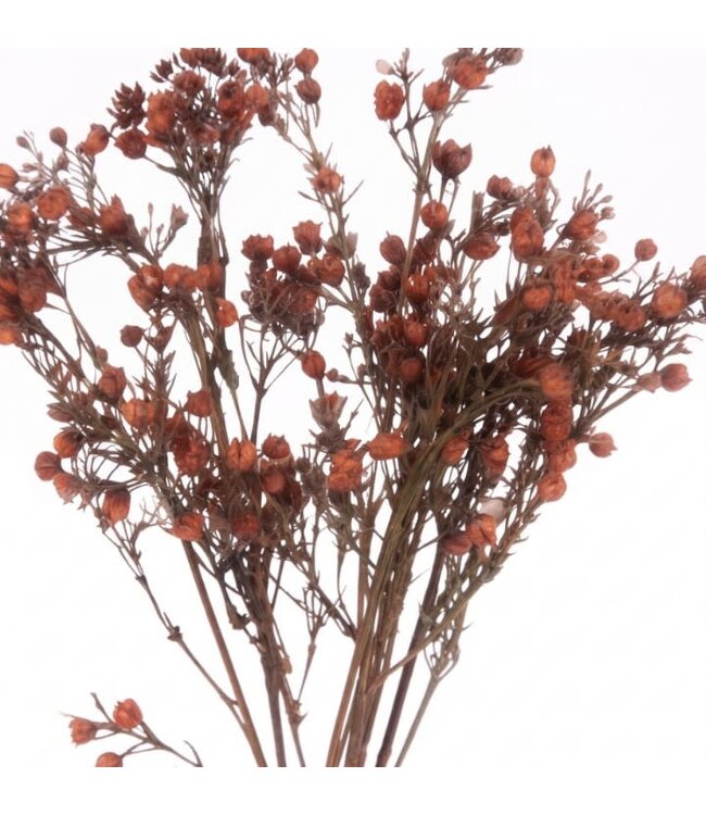 Gypsophilia bundle brown