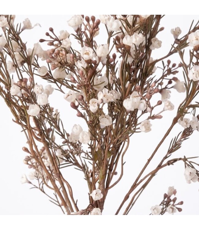 Gypsophilia bundle white