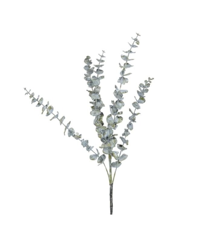 Eucalyptus tak -70 cm