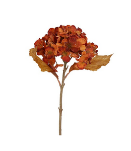 Countryfield Bloem Hydrangea macrophylla Cas s bruin-20x18x46CM