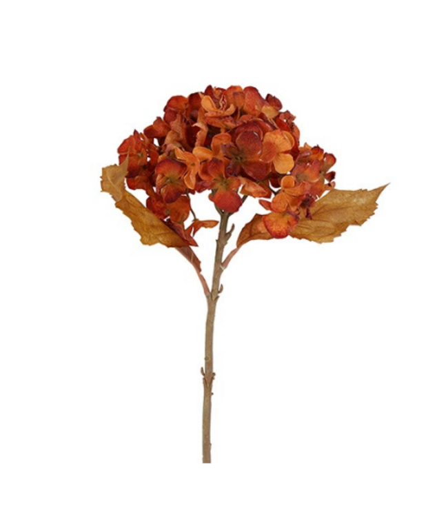 Countryfield @ Bloem Hydrangea macrophylla Cas s bruin-20x18x46CM