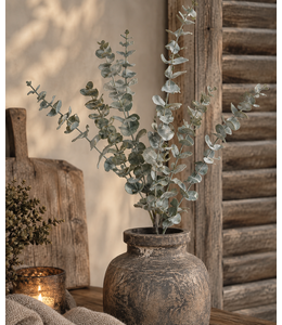 Eucalyptus tak -70 cm