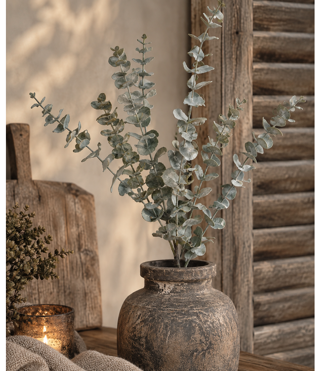 Eucalyptus tak -70 cm