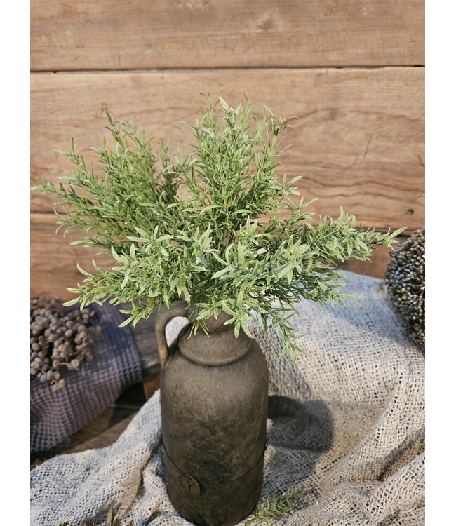 @ Vanilla Bush 25 cm