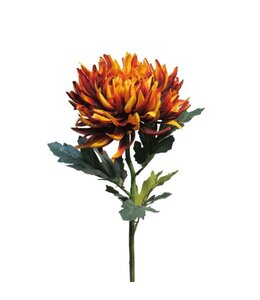 Chrysanthemum iba rust 63cm