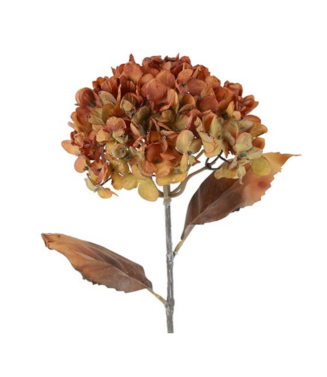 Countryfield Bloem Hortensia Hydrangea bruin-20x20x75CM