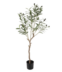 Countryfield @ Plant Olijf Olea europaea L gr-20x20x103CM