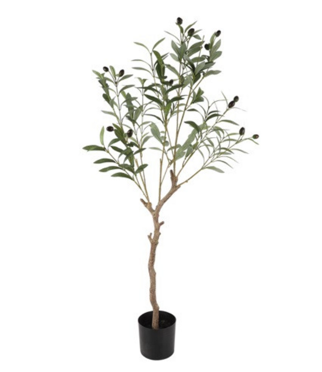 Countryfield @ Plant Olijf Olea europaea L gr-20x20x103CM