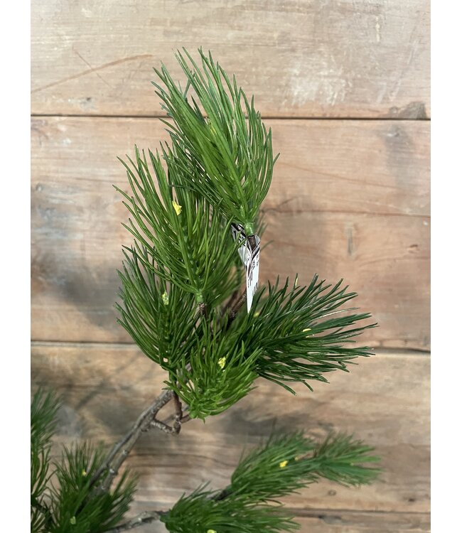 Countryfield Pinus L groen-L12B25H101CM