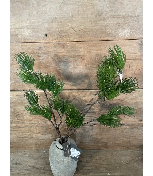 Countryfield Pinus L groen-L12B25H101CM