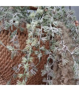 Cedar Spray w/Pine Snowed 92cm