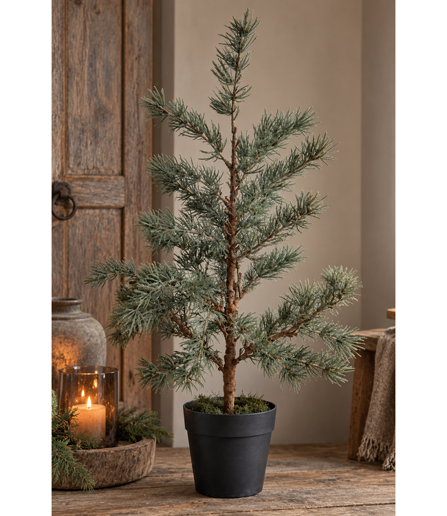 Countryfield Plant Larix S groen- 60 cm - potmaat 11 cm