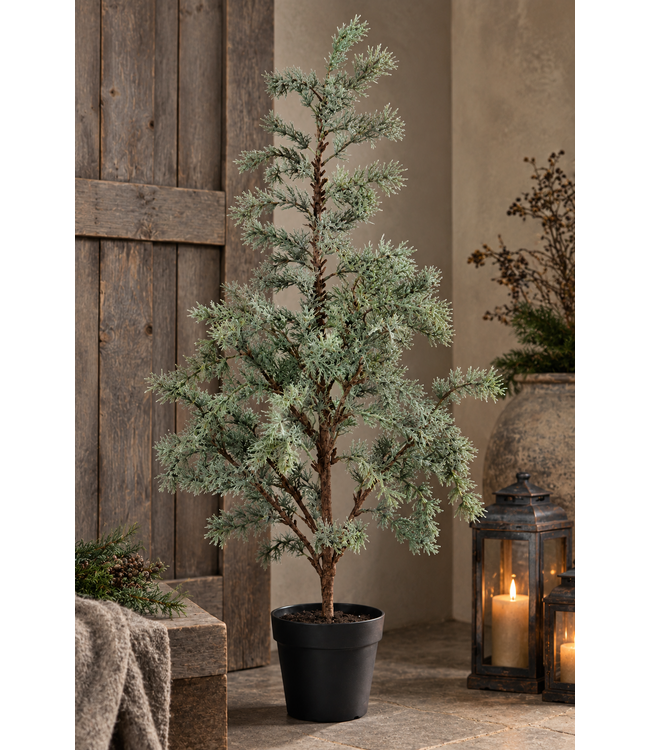 Countryfield Plant Larix L groen-50x50x105CM - potmaat 16 cm