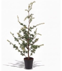 Picea fantasia S 90cm