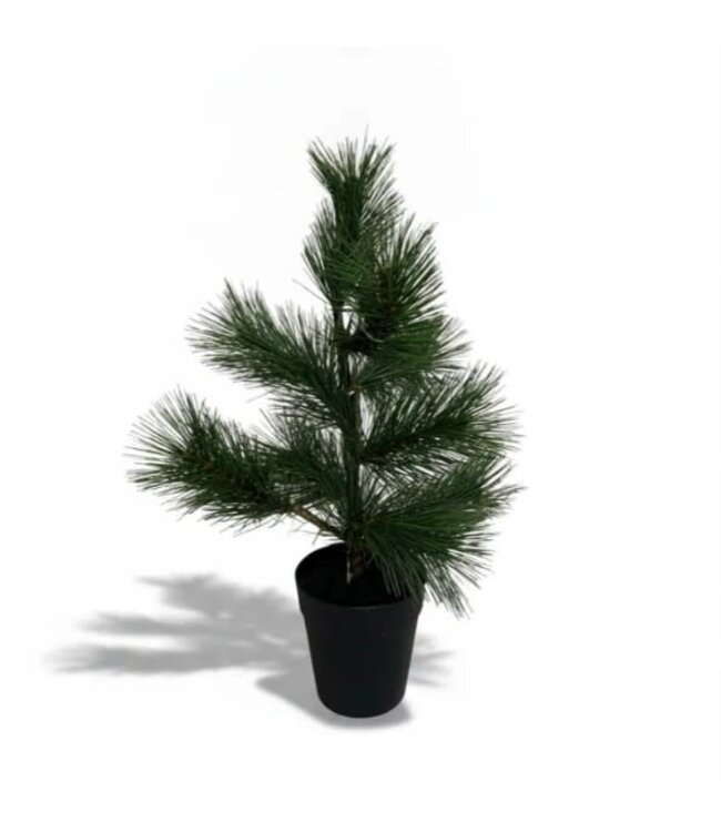 Noorse den S in pot - 25 × 25 × 40 cm