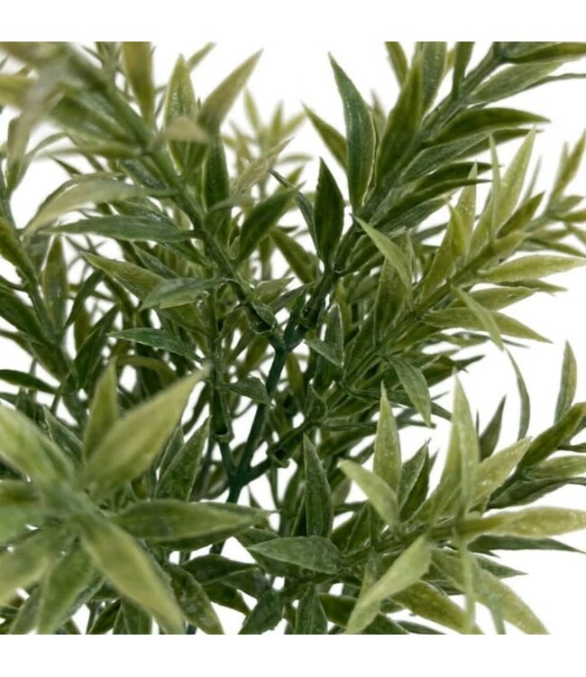 Rozemarijn bush brons