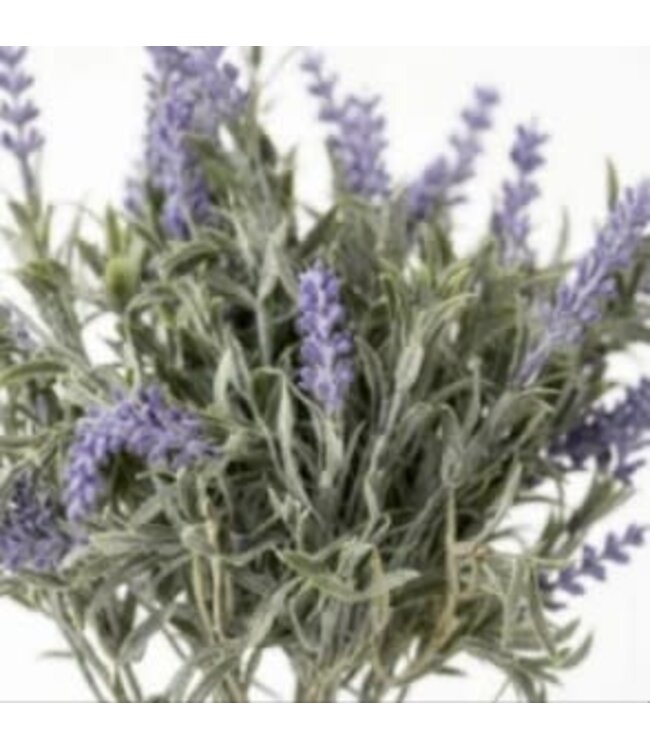 Lavendel bosje - 40 cm