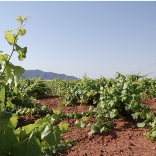 Santa Cruz Cueva del Chamán Garnacha Tintorera 2022